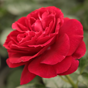 Roșu - trandafir pentru straturi Floribunda